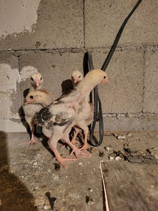 Сатамын дакан шожелер 5000