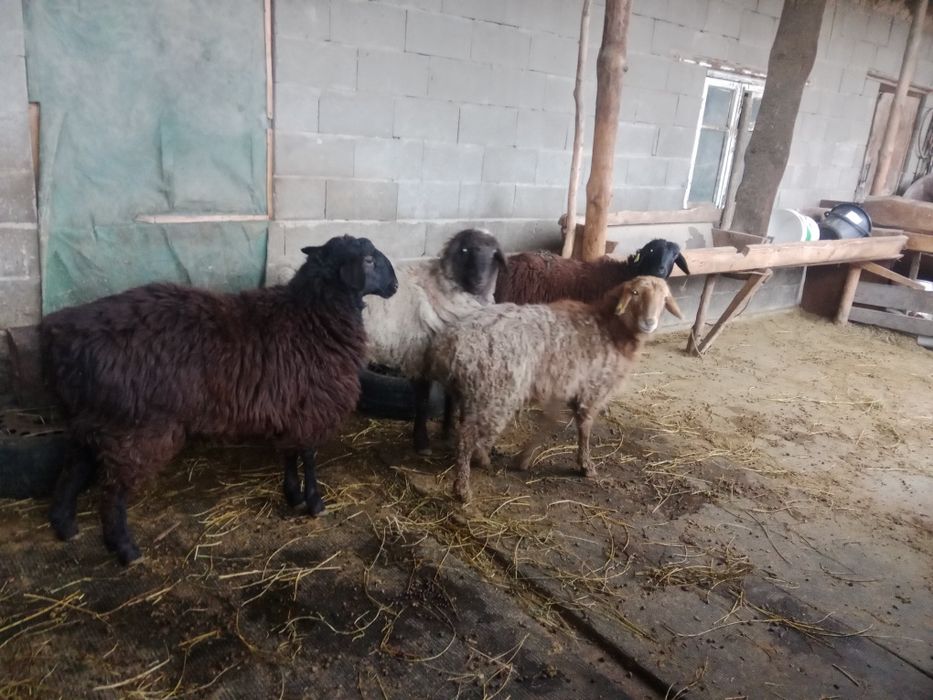 Продам баран толстых