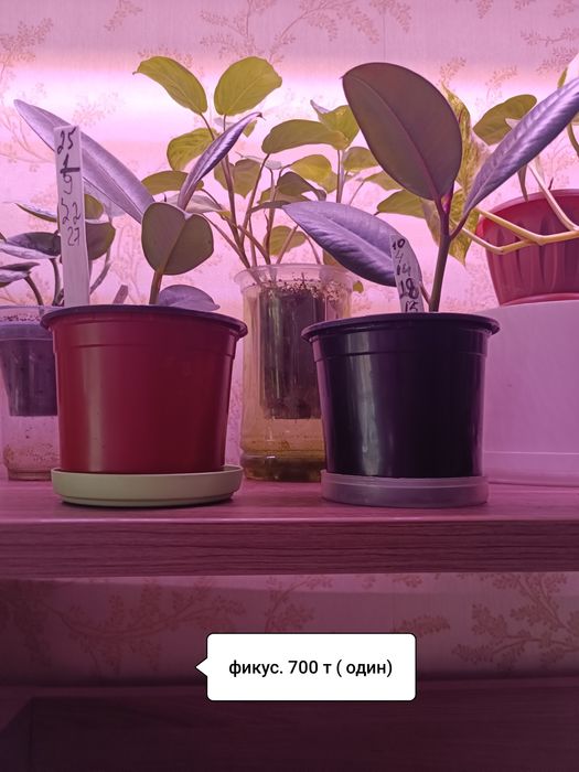 Продаю цветы комнатные