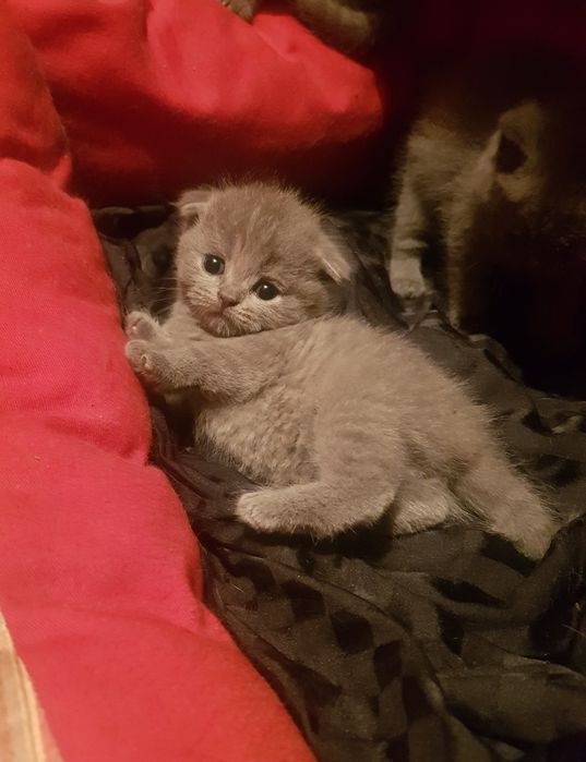 Милые котята 1.5 мес мальчиеи и  девочки, веслоухие 50к, прямоухи 40к