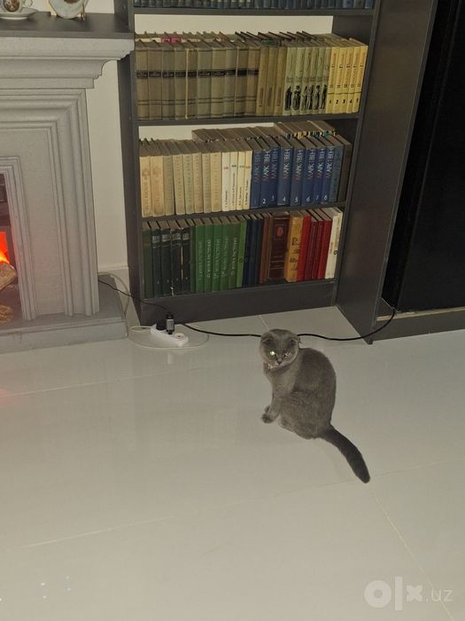 Отдам кошку и трёх котят в добрые руки