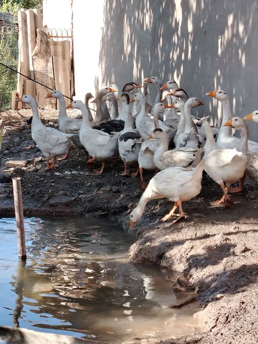 Гозлар сотилади оптом ва донага