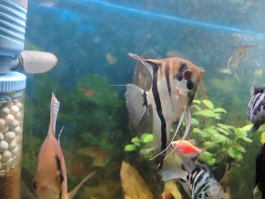 Скалярия Рио нанай