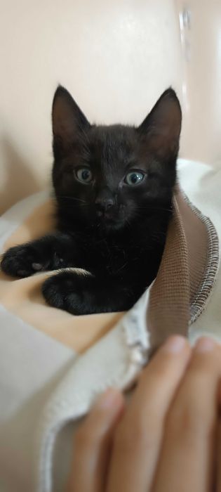 Отдам котят добрым людям
