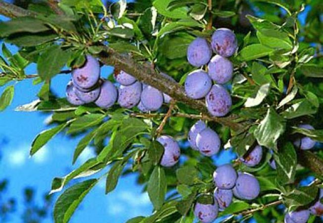 Pomi Stravechi Glia Stramoseasca (Soiuri de Prun )