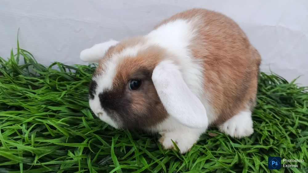 Karlik Baran bolasi sotiladi