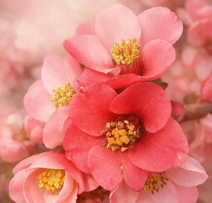 Комнатные цветы.