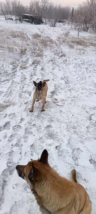 Бельгийская овчарка (малина)