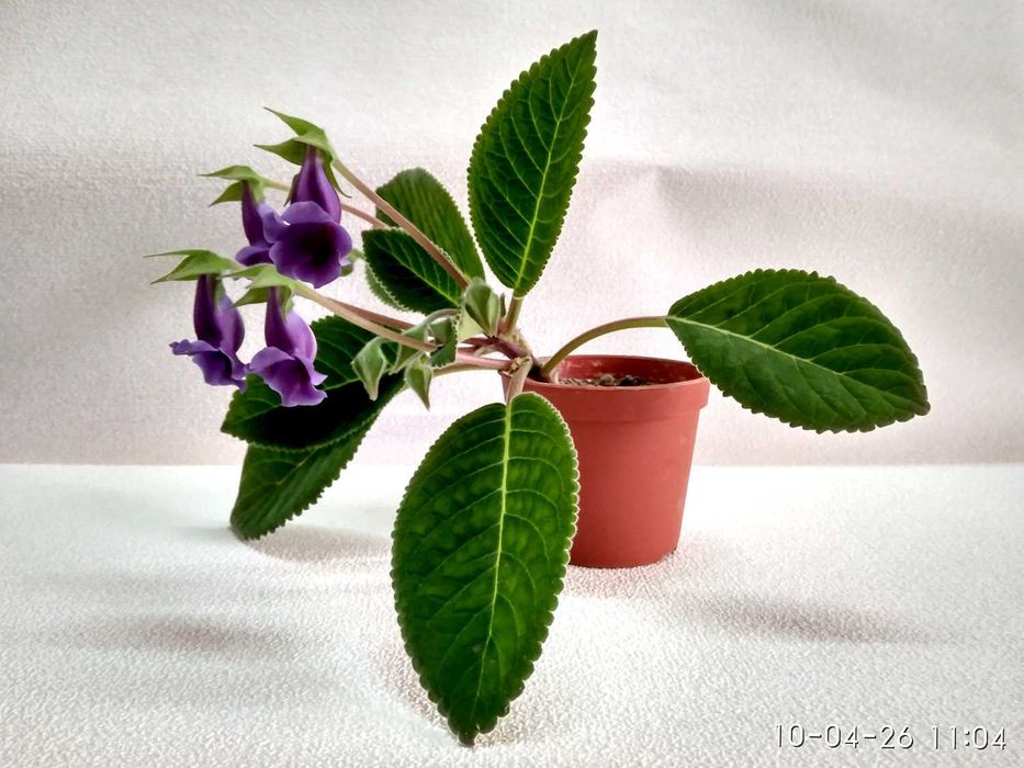 Зацвевшая Глоксиния пышным цветом. Комнатный цветок в горшке