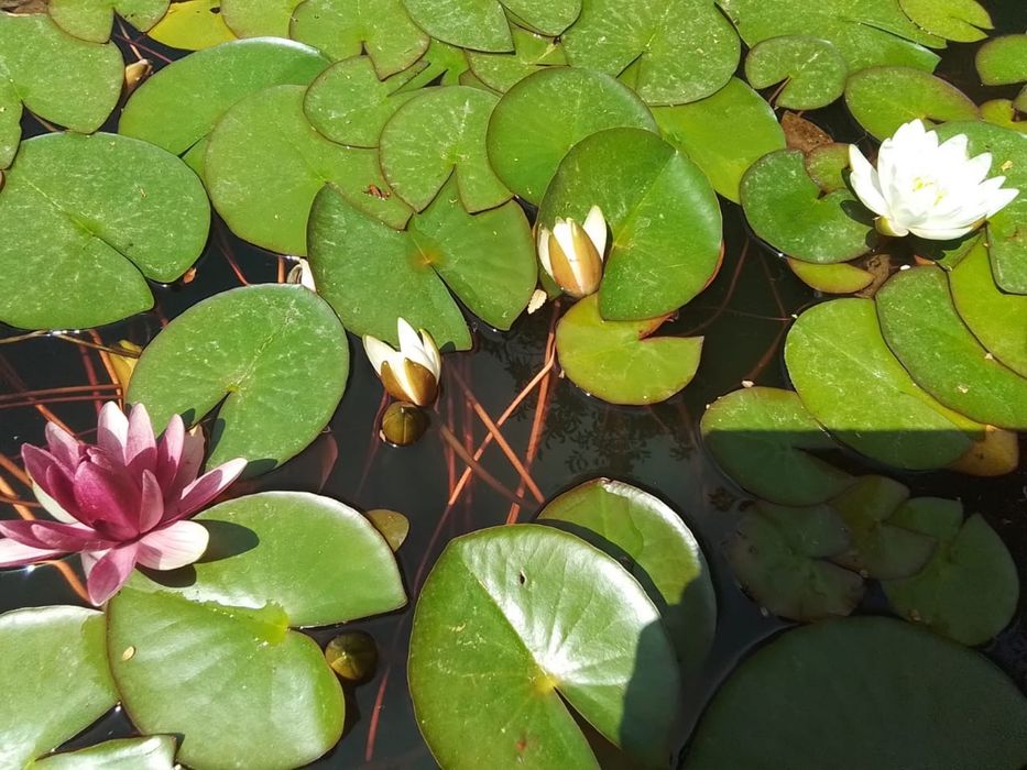 Продам нимфеи (водяные лилии)