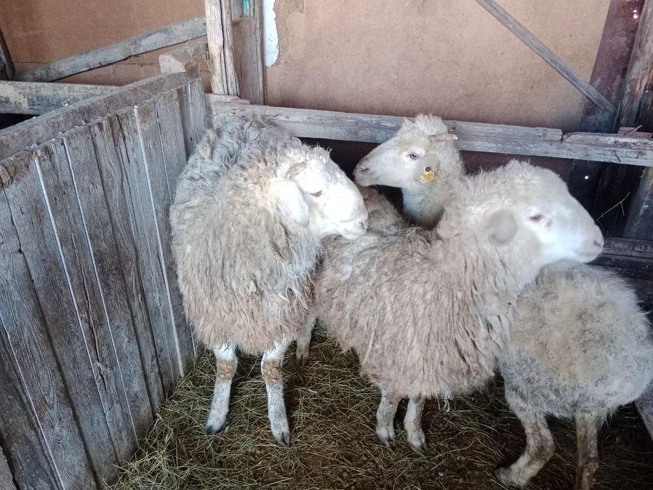 Продам барана 75 тысяч