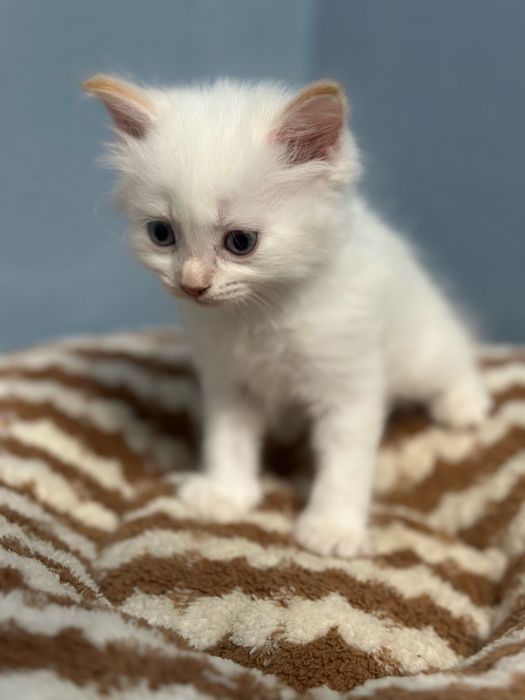котята шотландцы