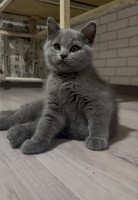Котята голубые британские