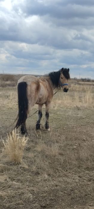 Жеребец рабочий.