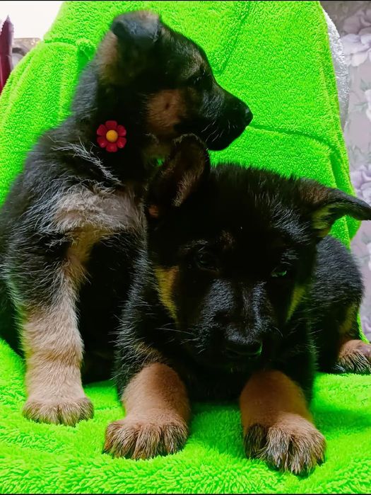 Продам щенков немецкой овчарки