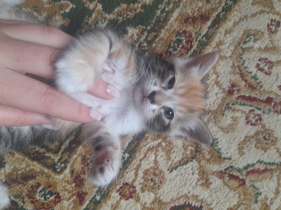 Котята комочки счастья.