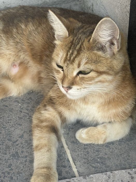 котята пародисти