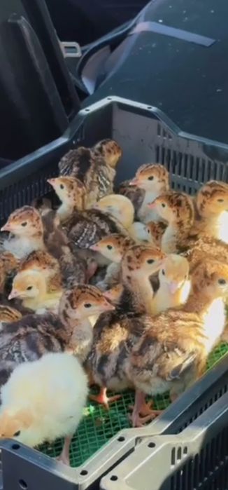 Индюки Бронза утяжеленная