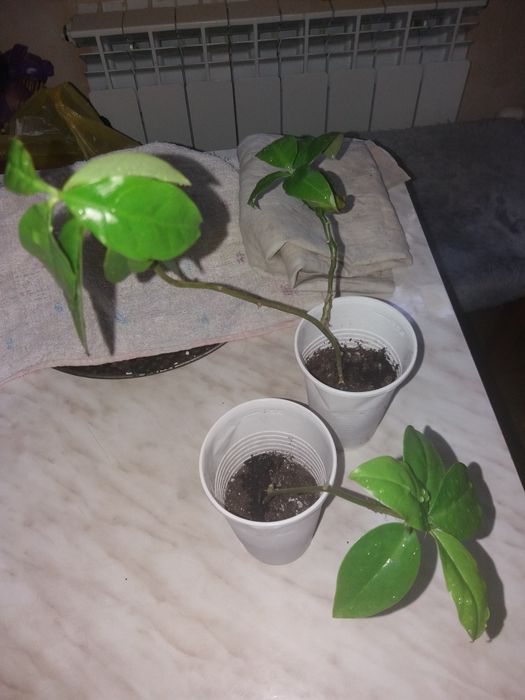 Продам ПЕРИКСИЯ (листовой кактус)).