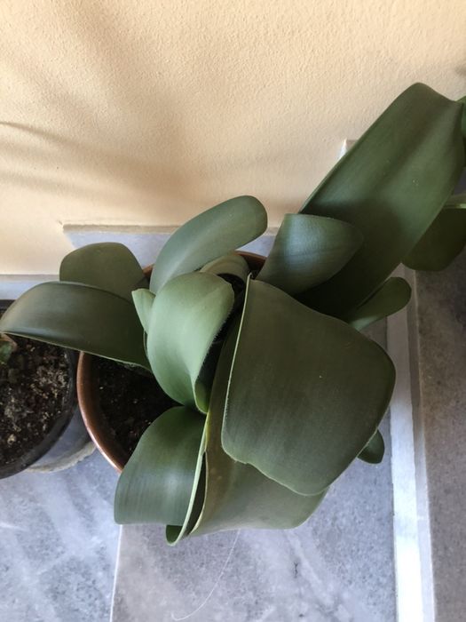 Цвете Хемантус албифлос