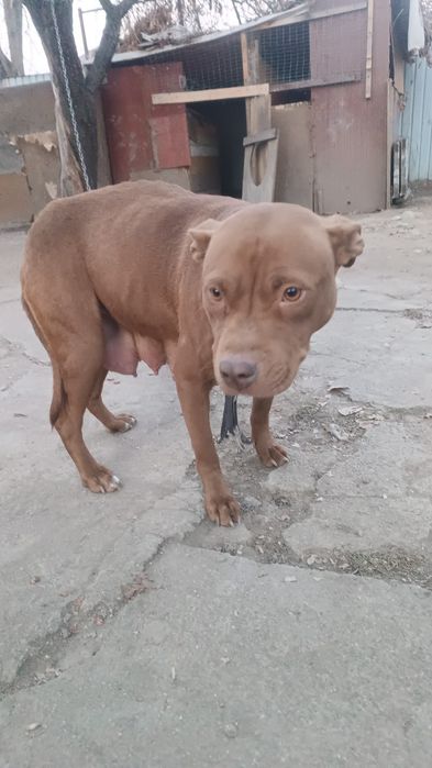 Питбуль собака чистокровный