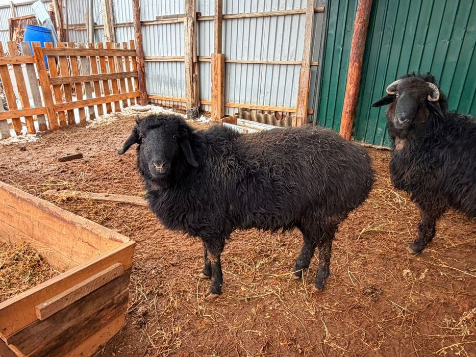 Қои 100000 тен штугі