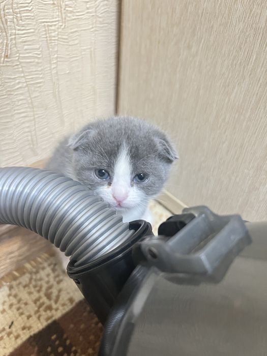 Продам котят британцы 10000