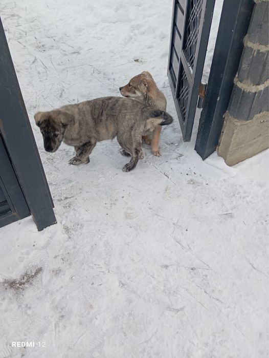 Отдам щенка алабая самка