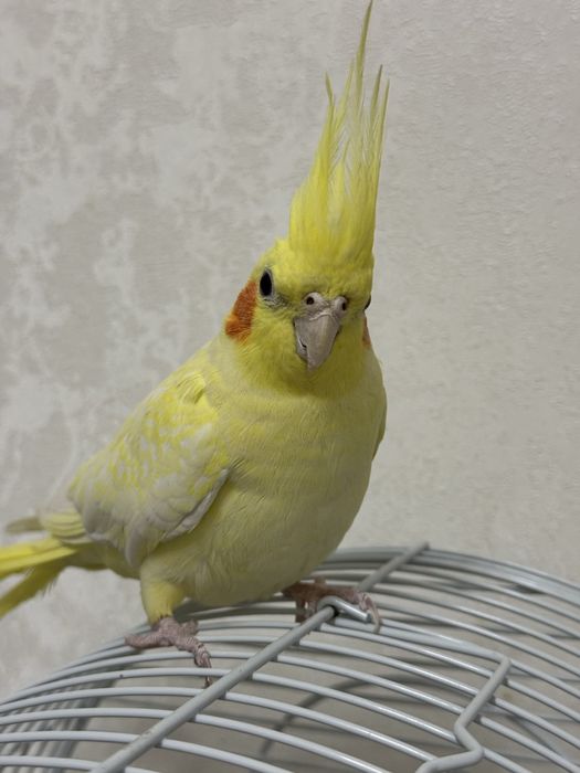 карелла папугай мальчик