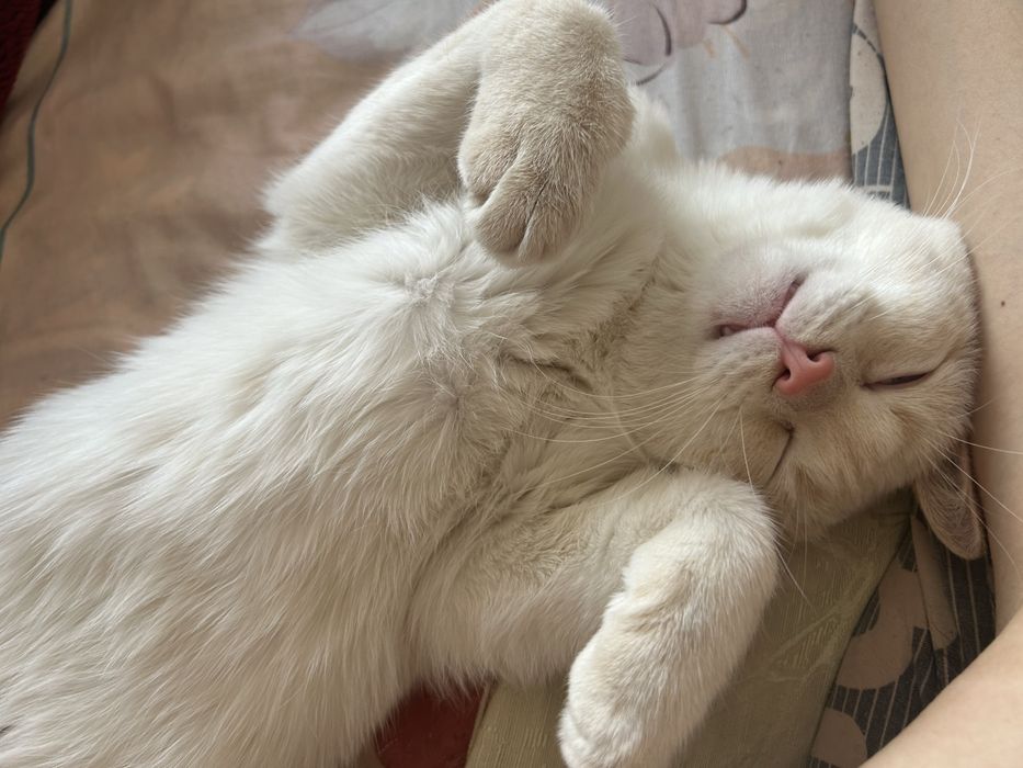 котенок полугодовалый ищет семью