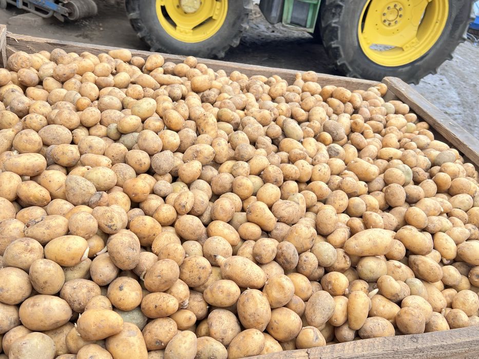 Cartofi consum și sămânța  !
