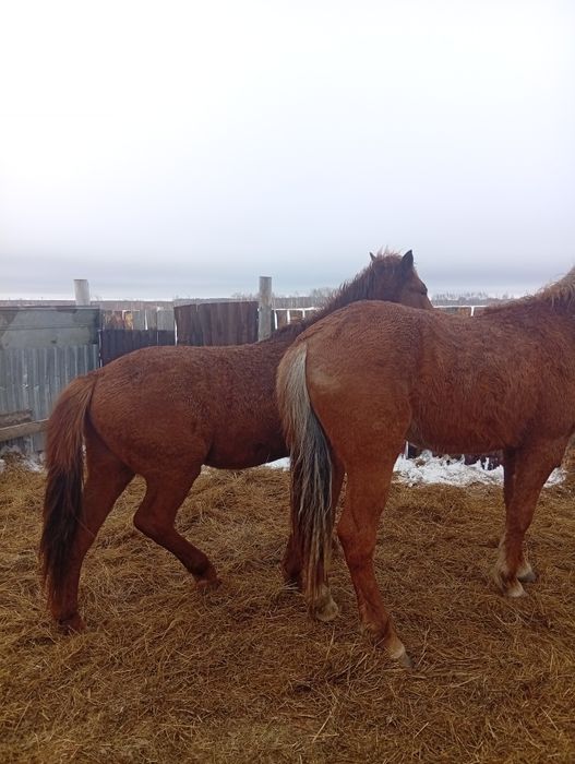 Лошади Байкал 3головы