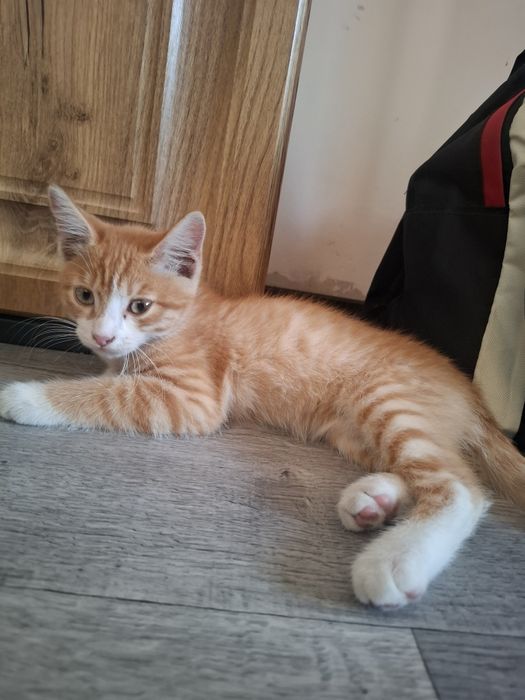 Отдам котенка рыжего мальчик