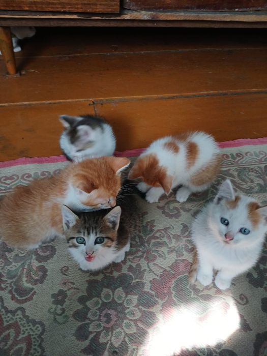 Отдам котят бесплатно