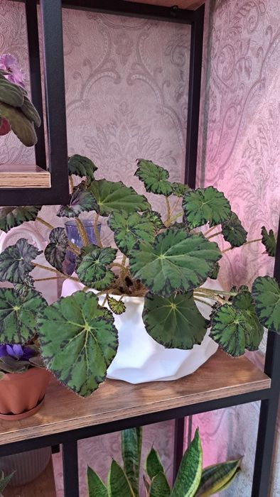 Продам королевскую бегонию