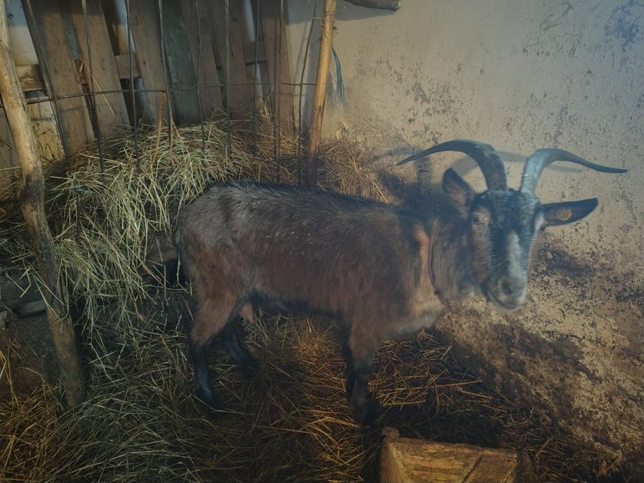 Vând capra de lapte
