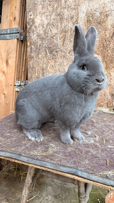 Femela argintiu francez si mascul albastru vienez