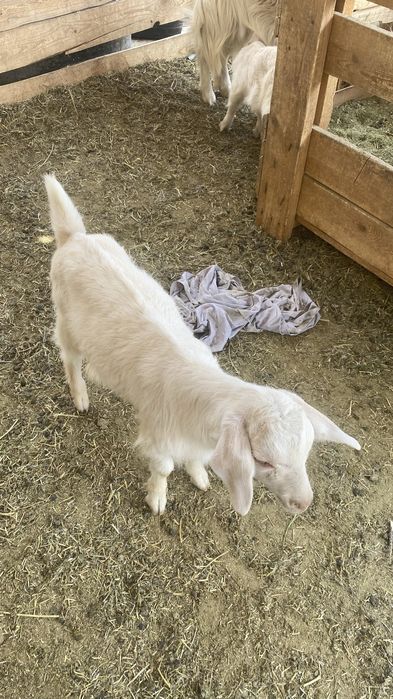 Орыс ешки занен козлы