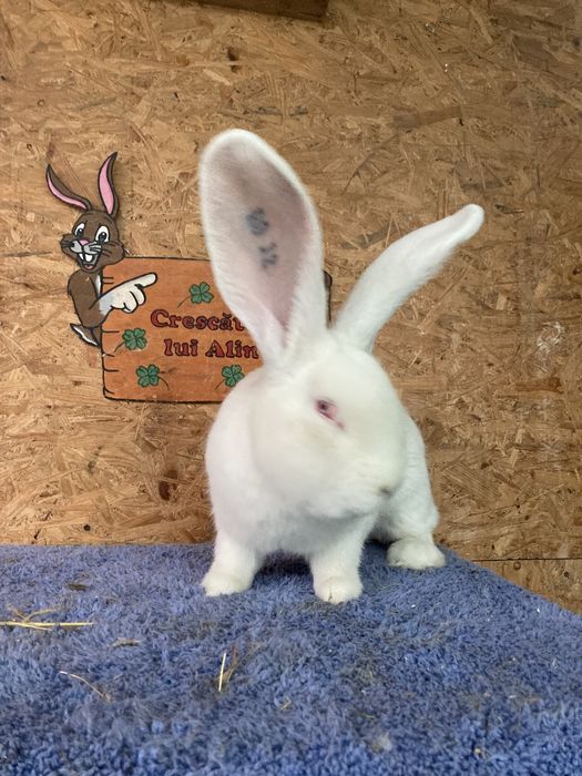 Masculi urias german alb