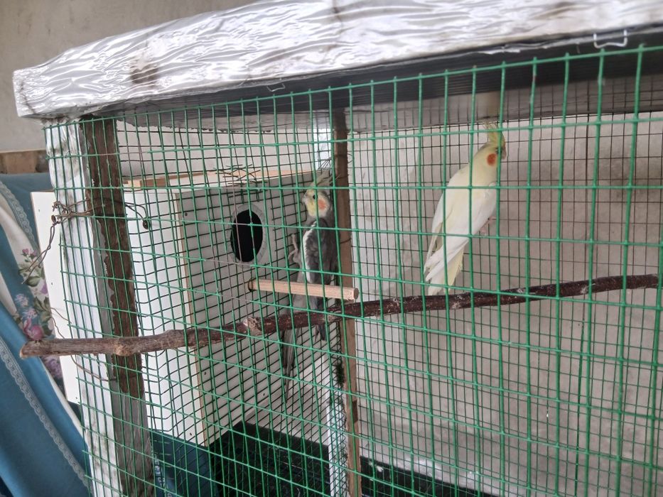 Корелла попугай сотилади