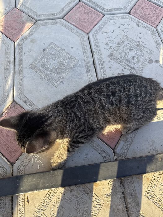 Отдам котянка в хорошие руки, девочка