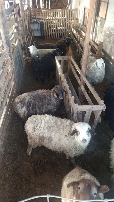 Жылқы, тоқты, бука