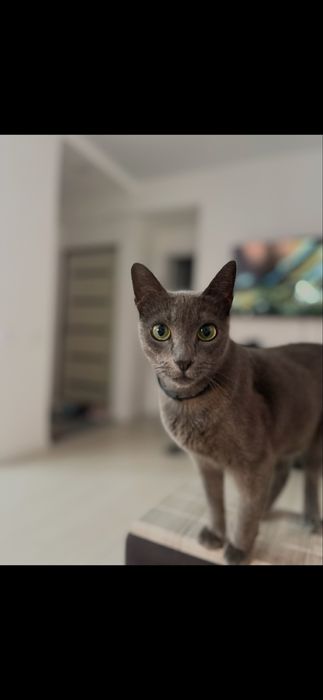 Отдам кошку русская голубая