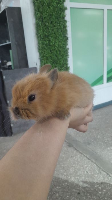 Кролики карликовые