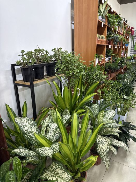 Комнатные растения - озеленение