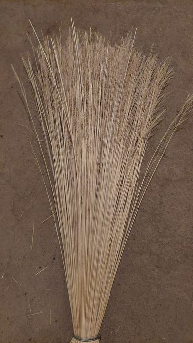 Метла чий (сорго)