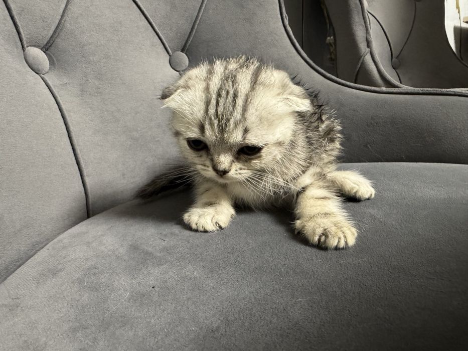 Шотландские  котята