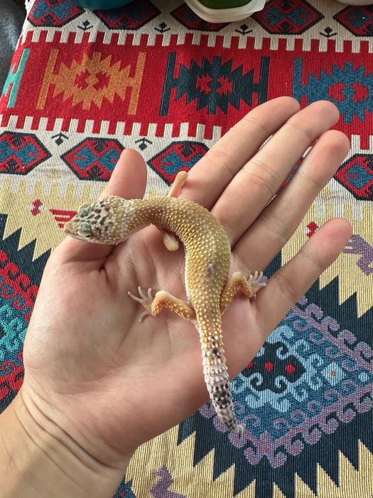 Продам эублефара