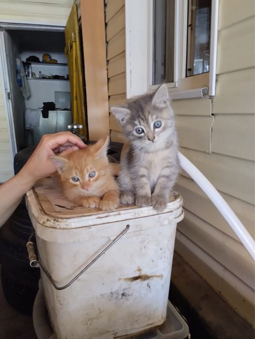 Отдам котят в добрые руки