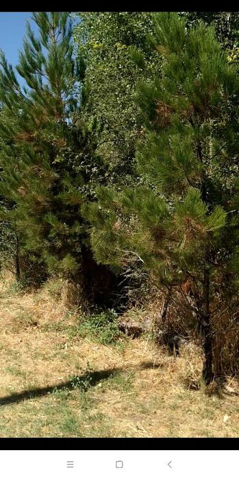 Кибрай тумани Ботаника м.ф.й да 2хона,6 сотик участка сотилади